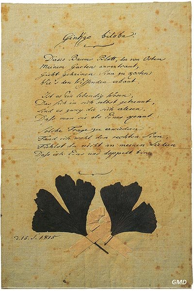 Johann Wolfgang von Goethe, Ginkgo biloba, Eigenhändige Niederschrift seines Gedichts, 15. September 1815, © Goethe-Museum Düsseldorf