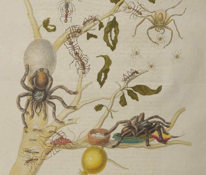 Guajave mit Vogelspinne. In: Maria Sibylla Merian: Metamorphosis insectorum Surinamensium, 1705, Taf. 18, Germanisches Nationalmuseum, Nürnberg