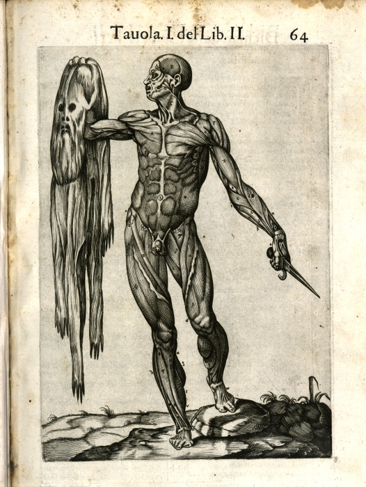 Juan Valverde de Amusco, Anatomia del corpo humano composta, 1560, Sächsische Landesbibliothek – Staats- und Universitätsbibliothek Dresden, Deutsche Fotothek, Aufnahme: Regine Richter