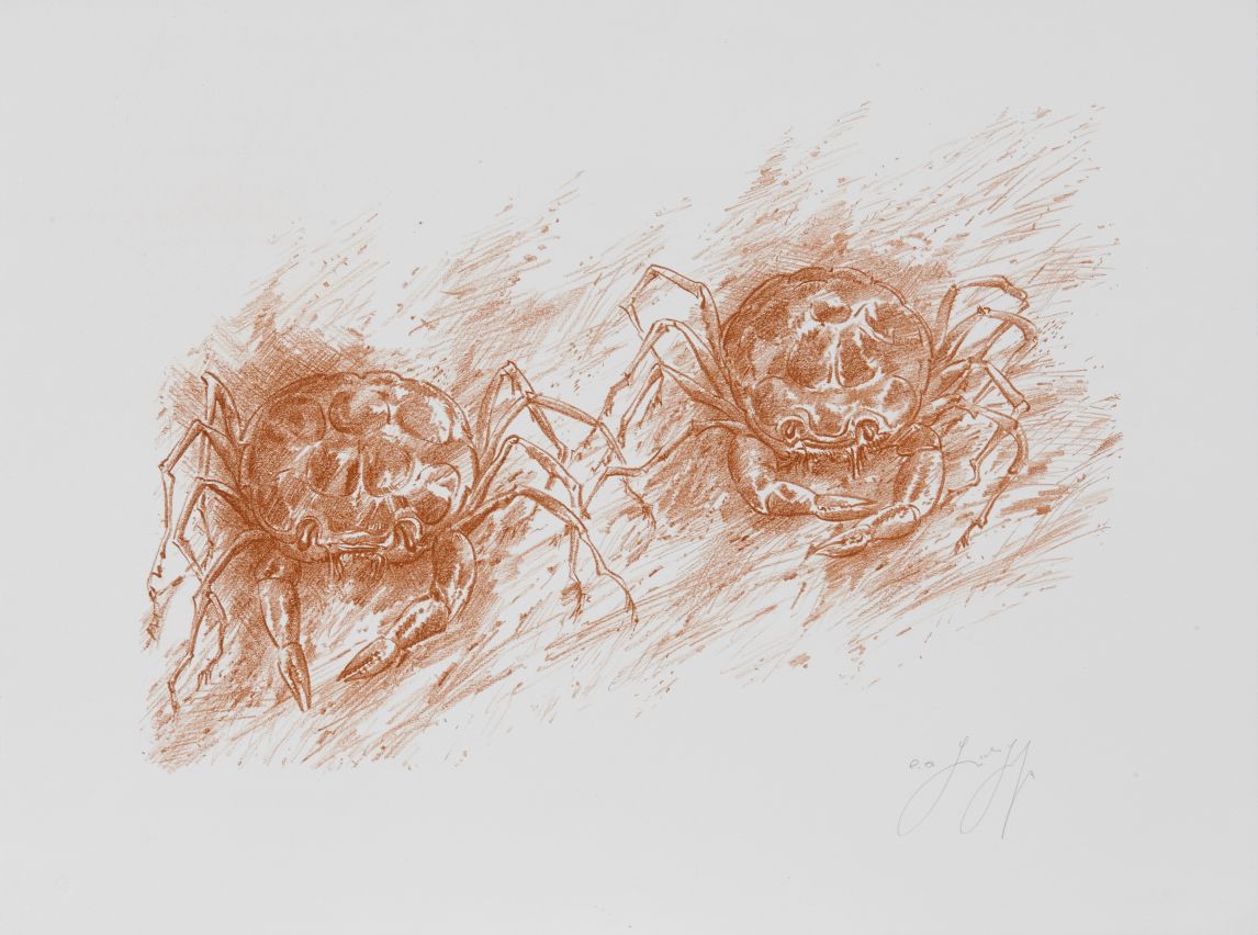 Zwei Krebse, 2001, © Günter und Ute Grass Stiftung, Steidl Verlag