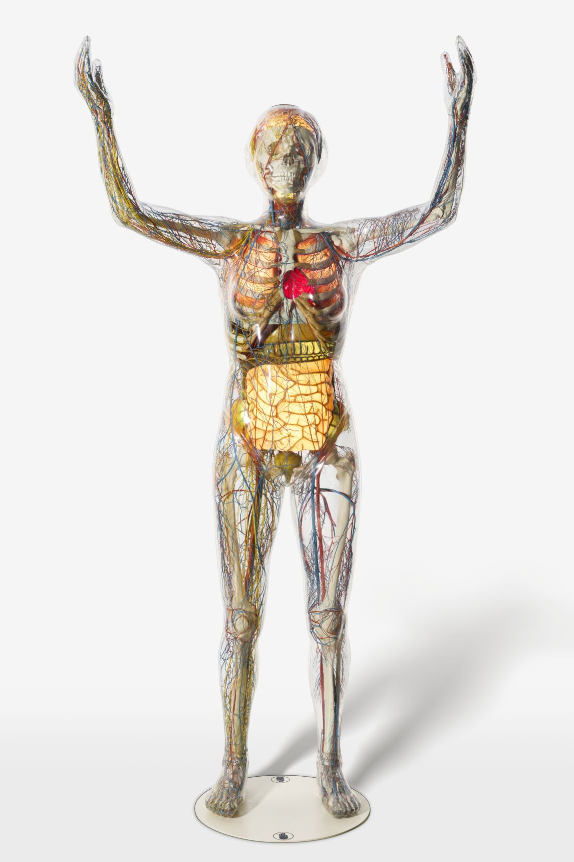 Gläserne Frau Interaktives Modell, Kunststoff, 1999, Deutsches Hygiene-Museum, Dresden, ©Gunter Binsack