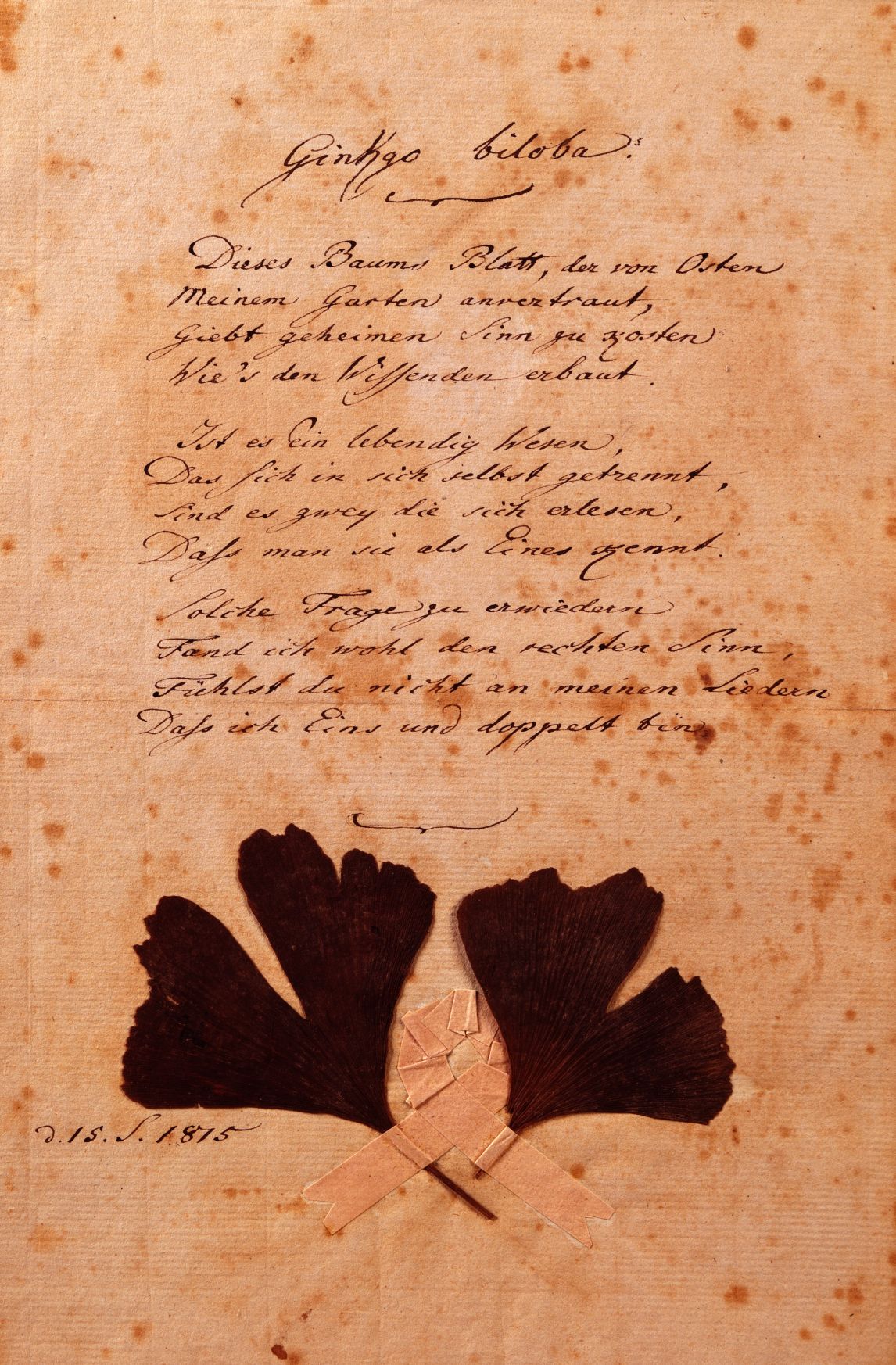 Goethe Ginkgo Biloba